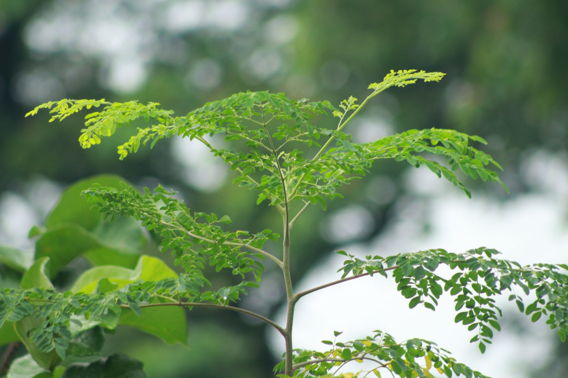 Tree Health & Disease