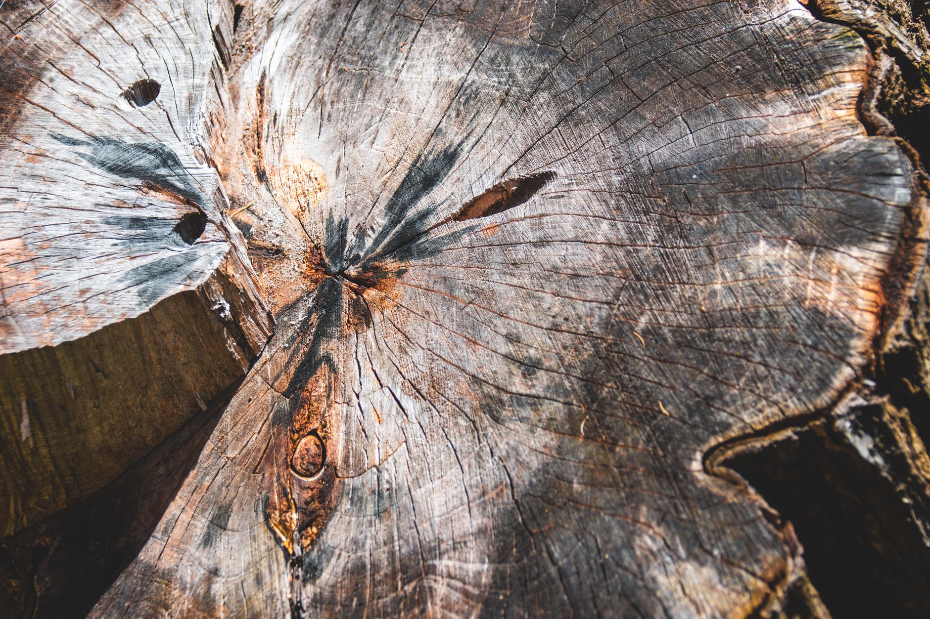 Stump → Soil — Heartwood Tree Co. tree job